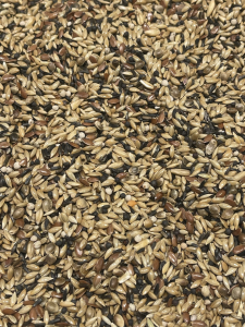 Kanarie Postuur Rene Alsema 20 kg